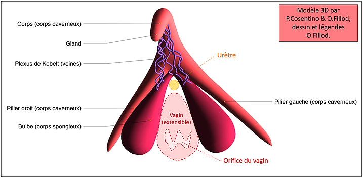 anatomie en 3D du clitoris